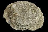 Silurain Fossil Sponge (Astraeospongia) - Tennessee #174236-1